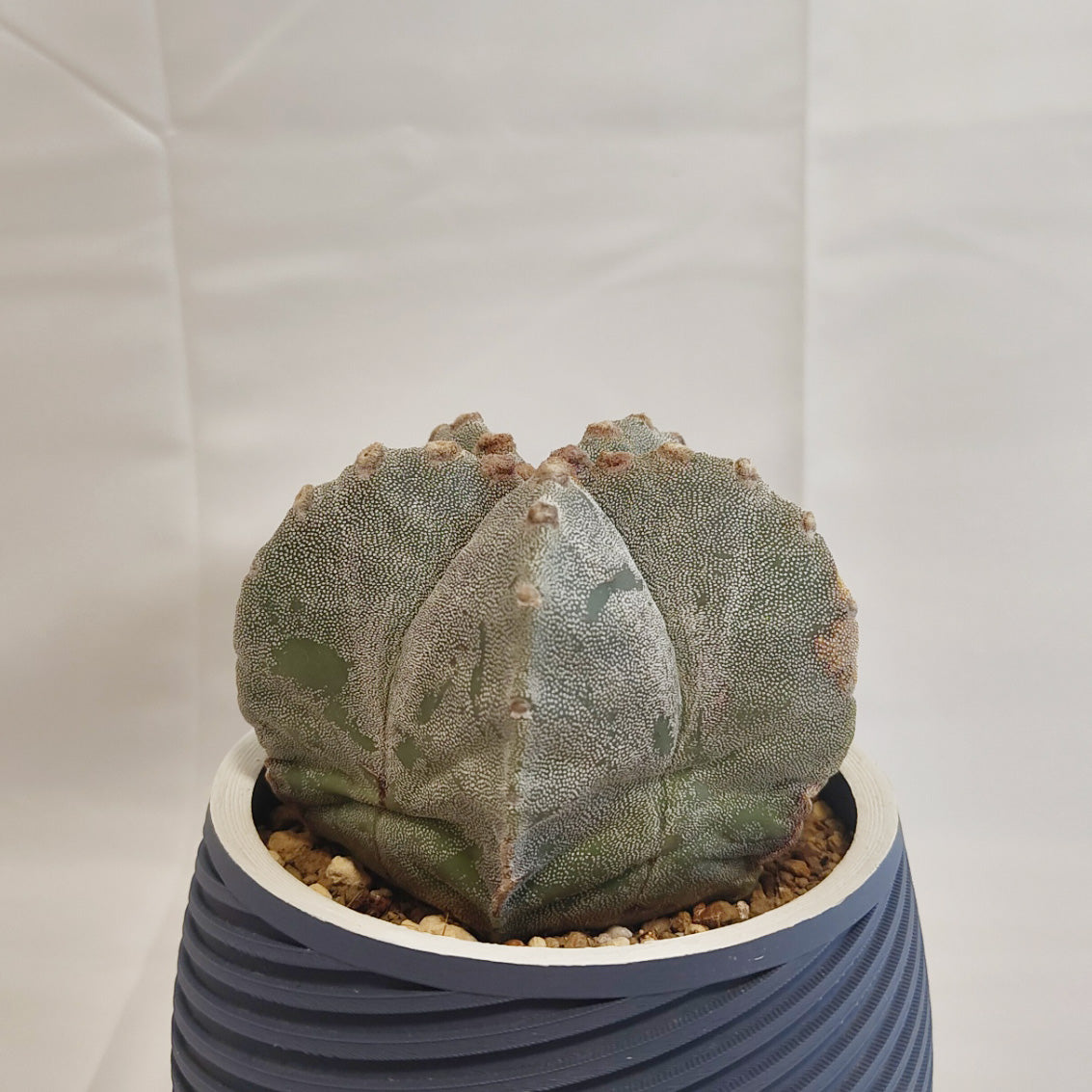 アストロフィツム ミリオスティグマ”恩塚鸞鳳玉"