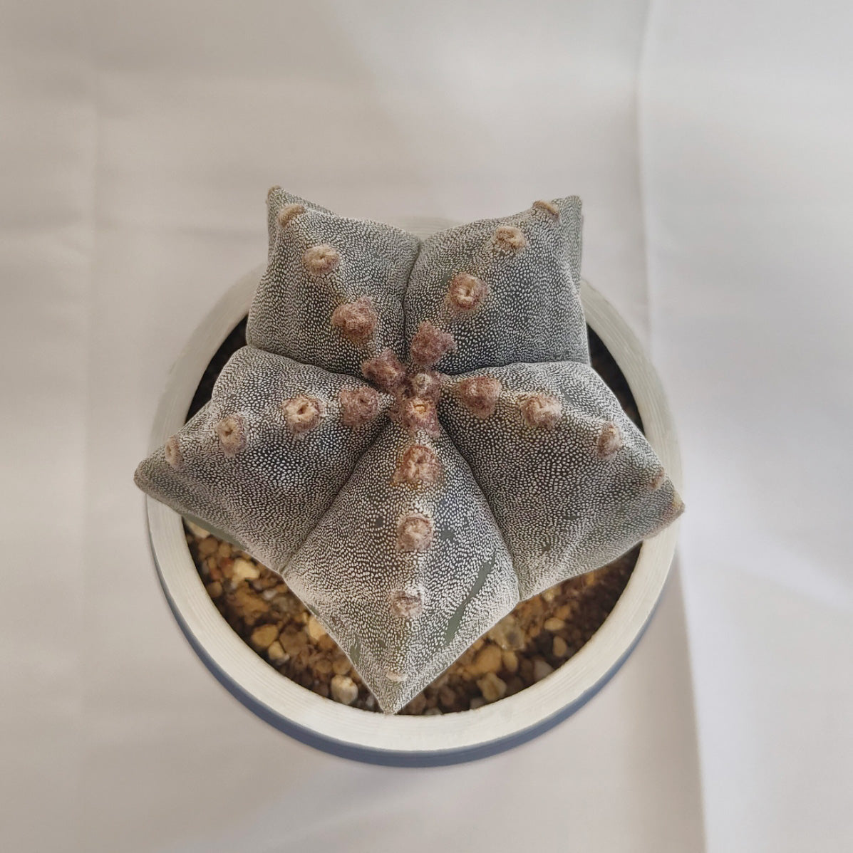 アストロフィツム ミリオスティグマ”恩塚鸞鳳玉"