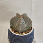 アストロフィツム ミリオスティグマ”恩塚鸞鳳玉"