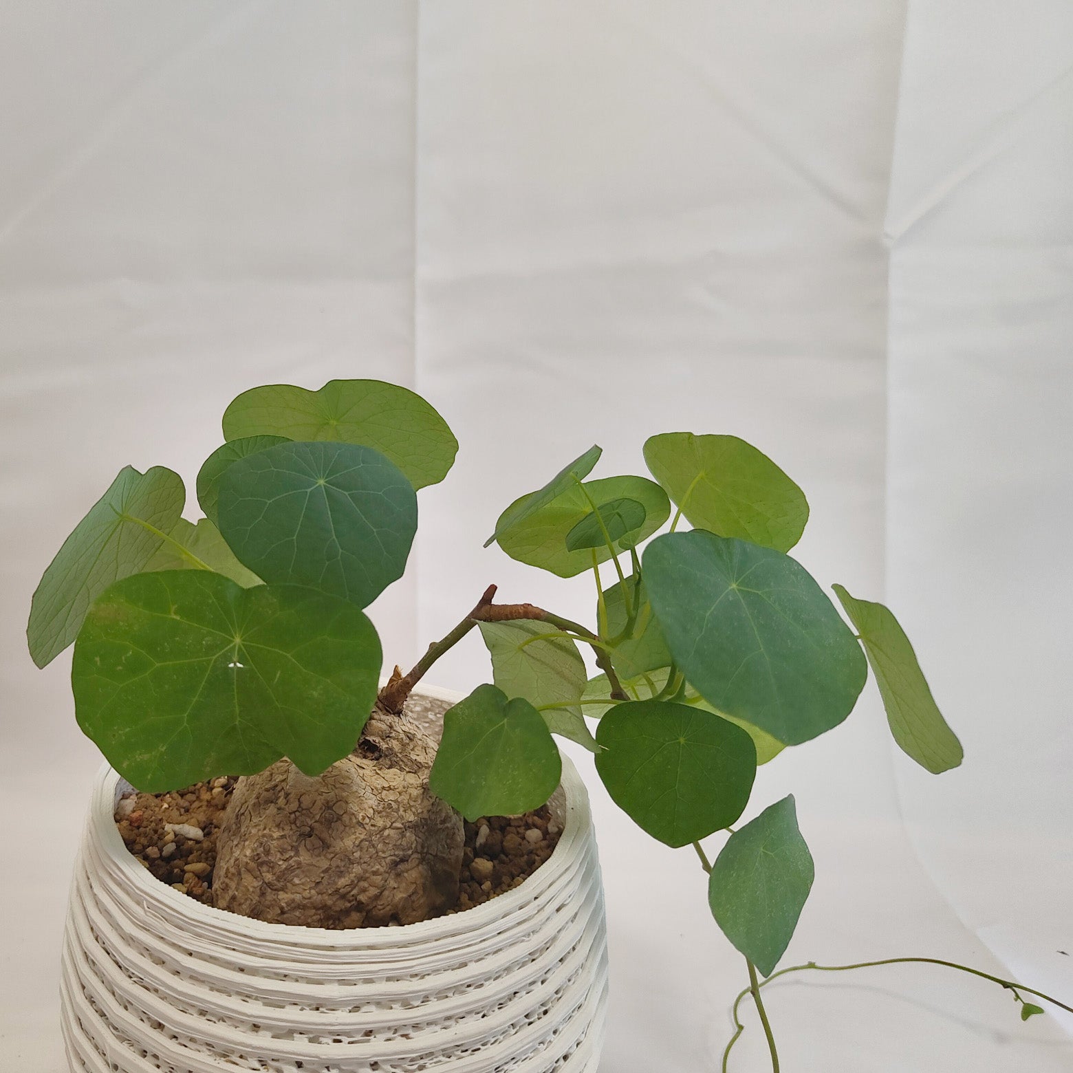 ステファニア ロツンダ