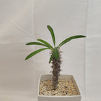 パキポディウム・ラメリー