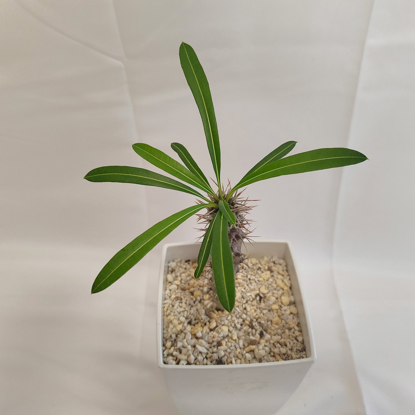 パキポディウム・ラメリー