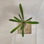 パキポディウム・ラメリー