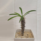 パキポディウム・ラメリー