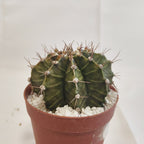 ギムノカリキウム ミハノビッチ