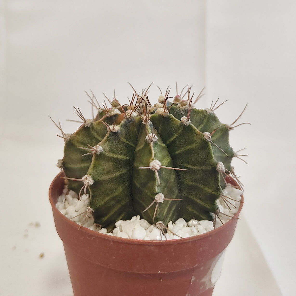 ギムノカリキウム ミハノビッチ