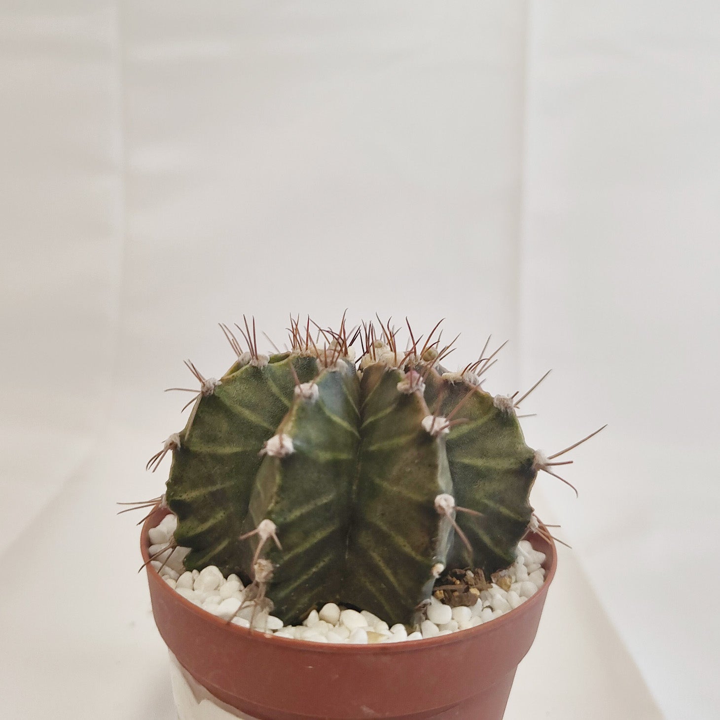 ギムノカリキウム ミハノビッチ