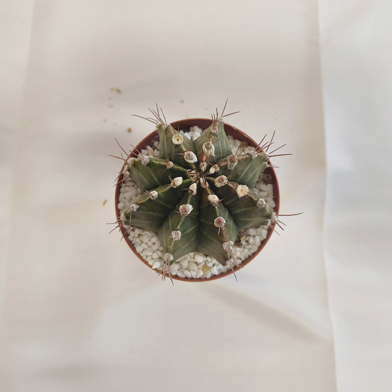 ギムノカリキウム ミハノビッチ