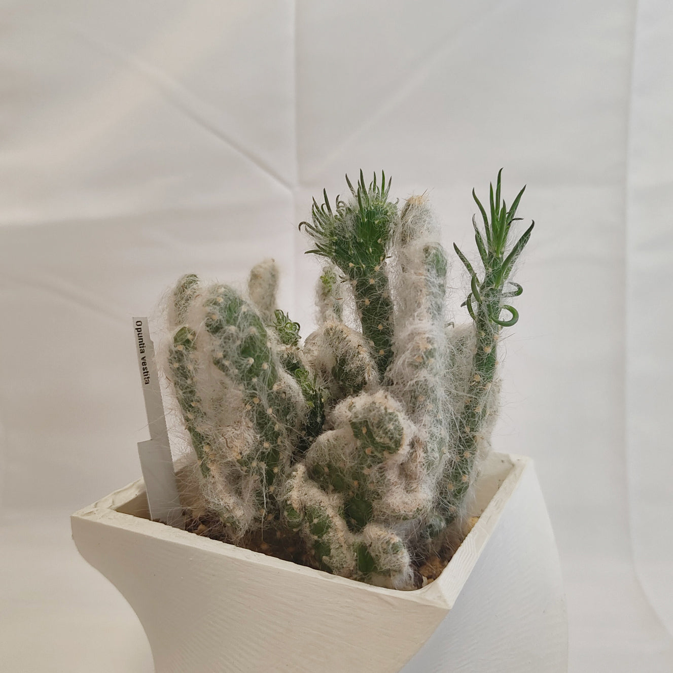 オプンティア(Opuntia vestita)