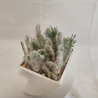 オプンティア(Opuntia vestita)