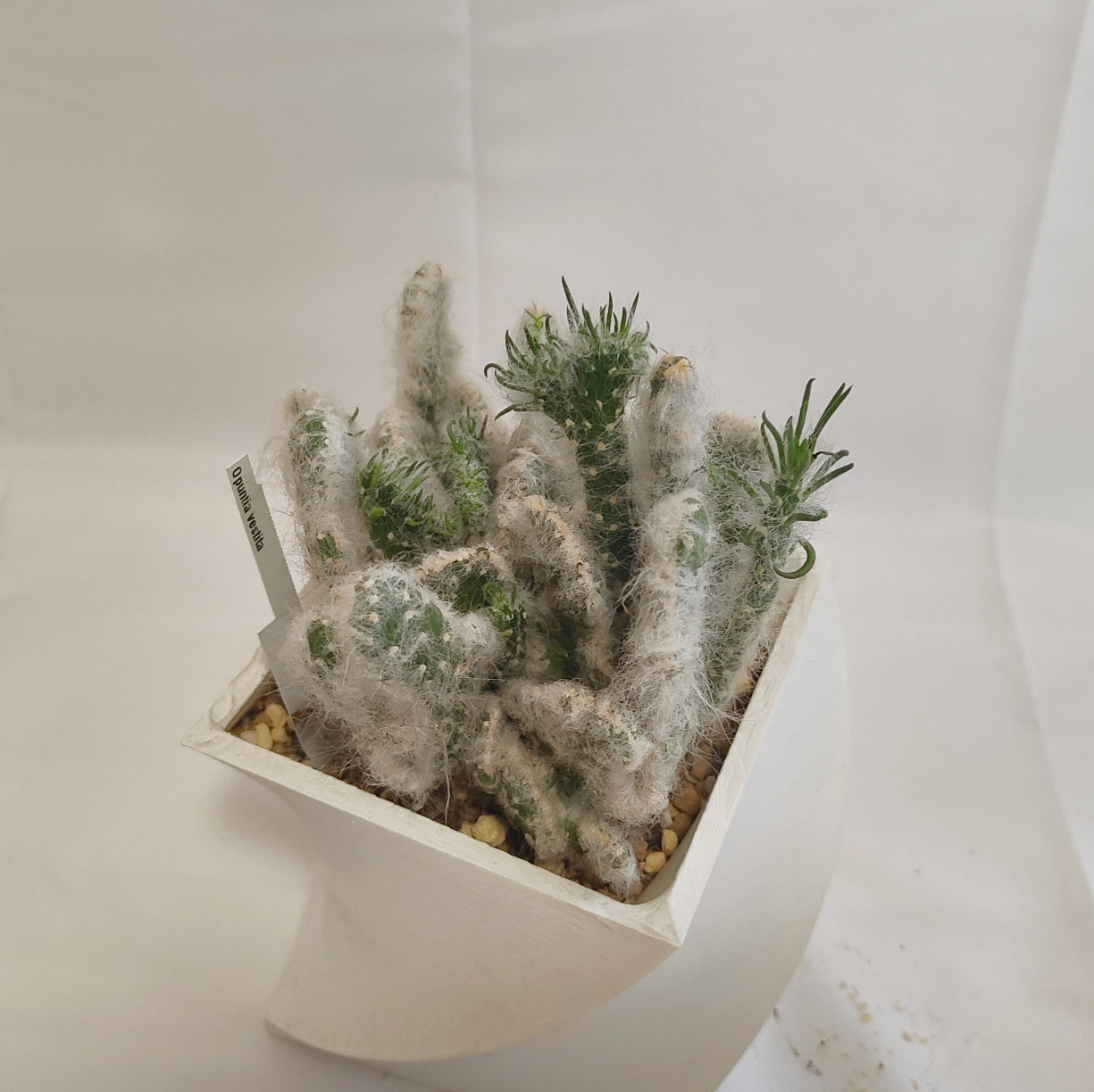 オプンティア(Opuntia vestita)