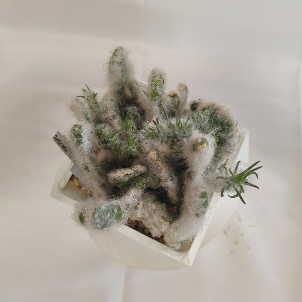 オプンティア(Opuntia vestita)