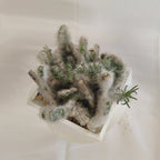 オプンティア(Opuntia vestita)