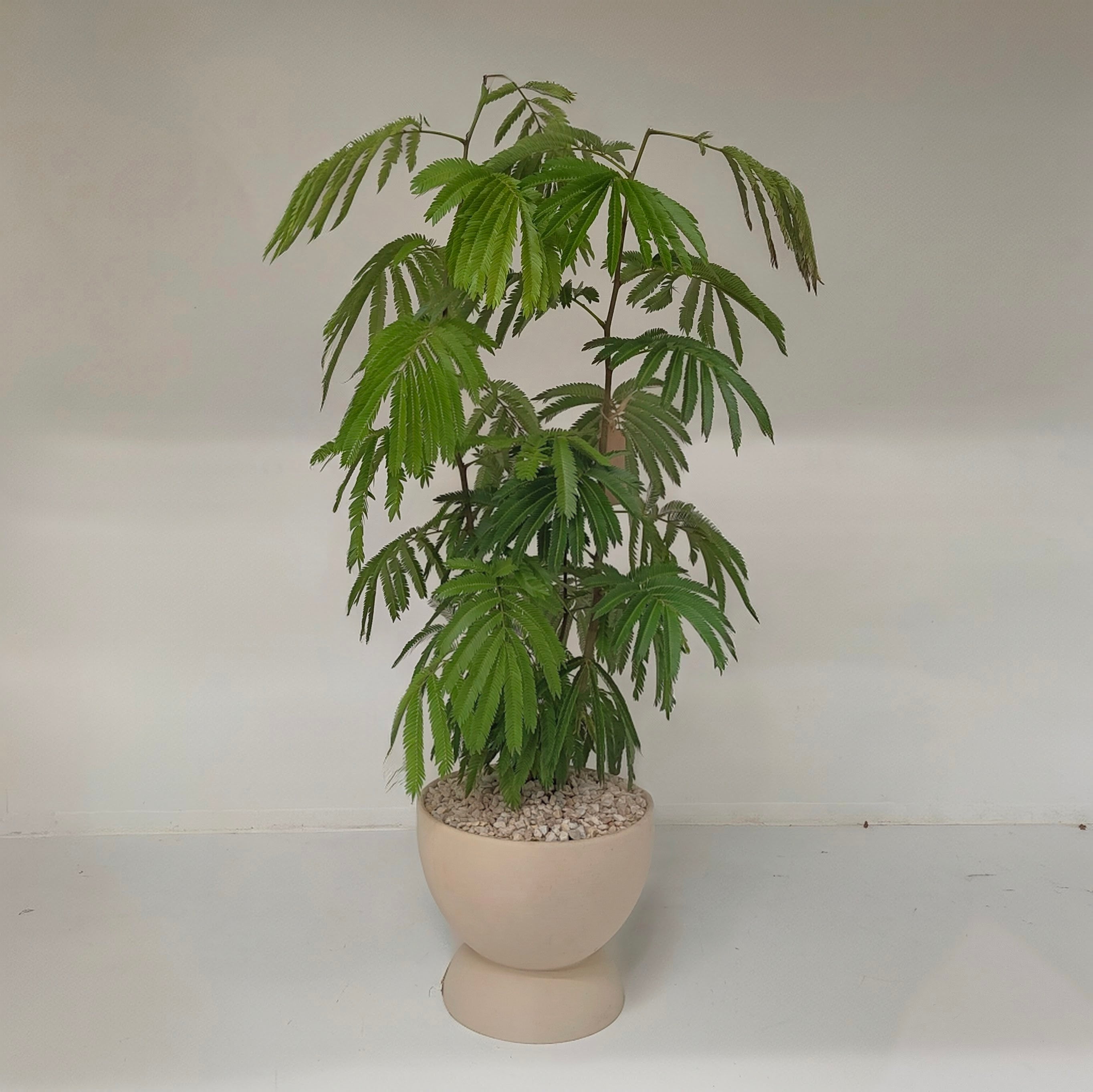 フィカス・アルテシマ 7号｜一点限り｜観葉植物販売 mamidori