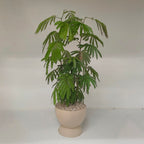 GOBLET  XL (6号目安)