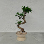 GOBLET  low XL(5号目安)