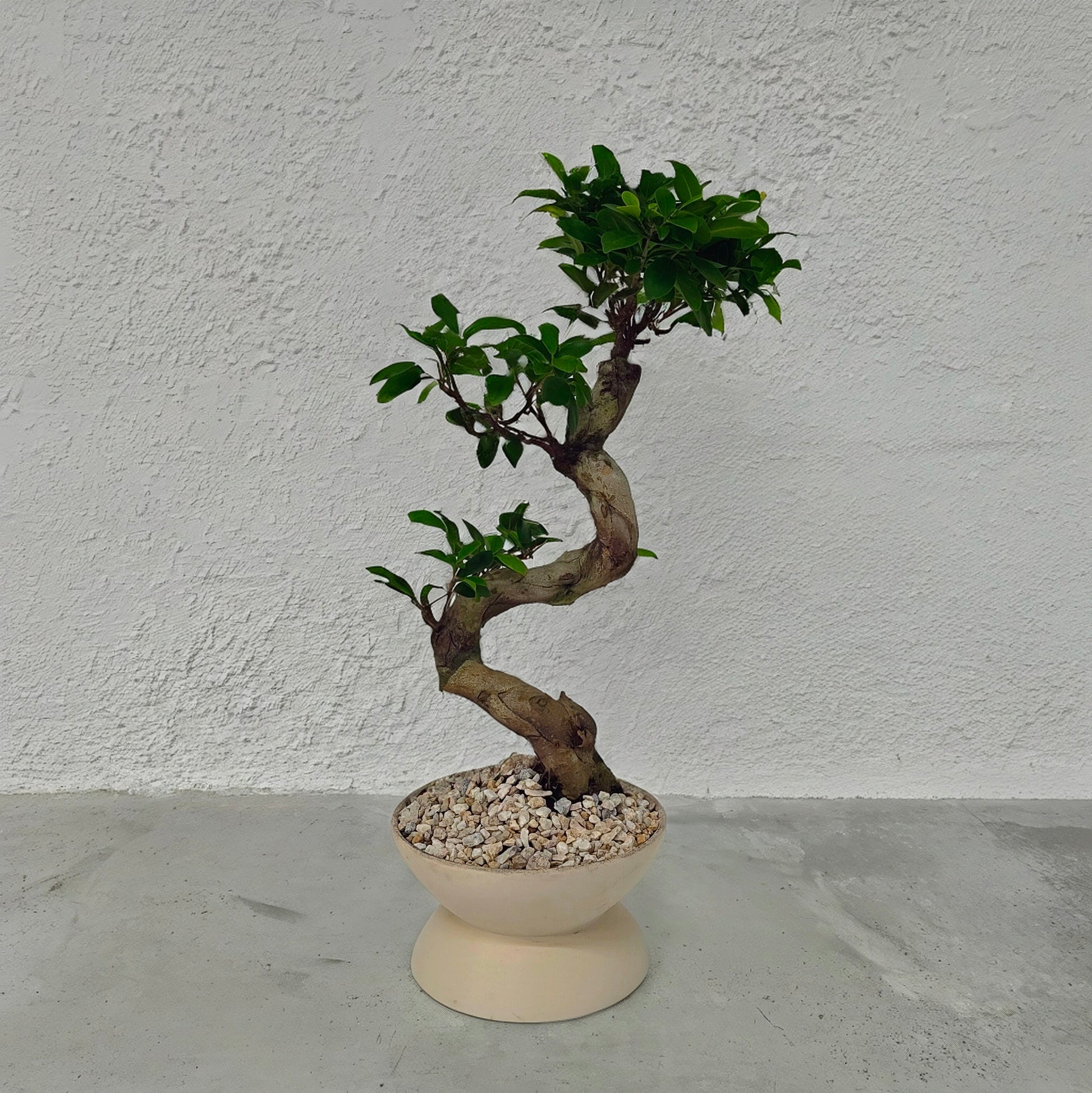 GOBLET  low XLサイズ