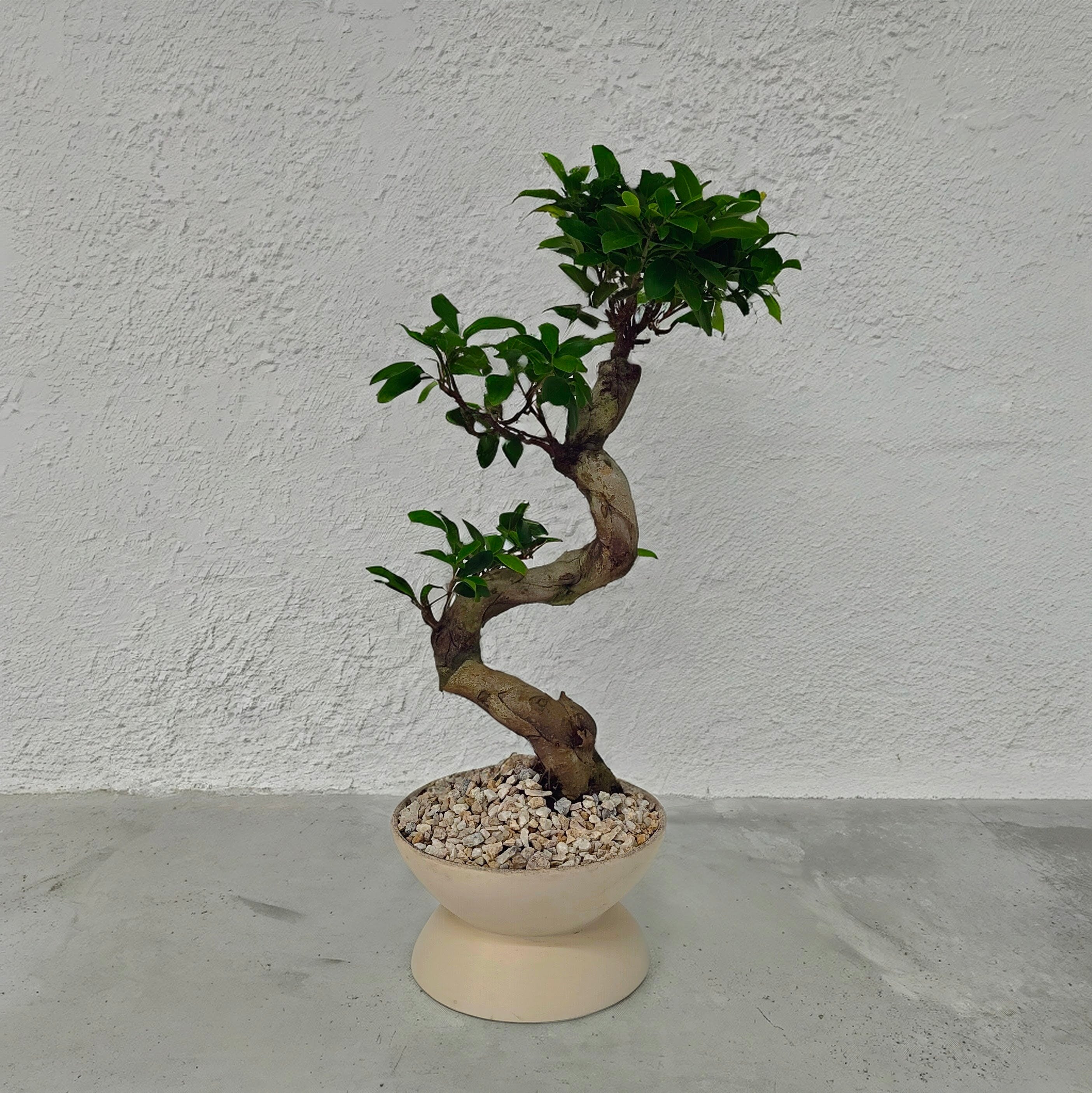 GOBLET  low XL(5号目安)