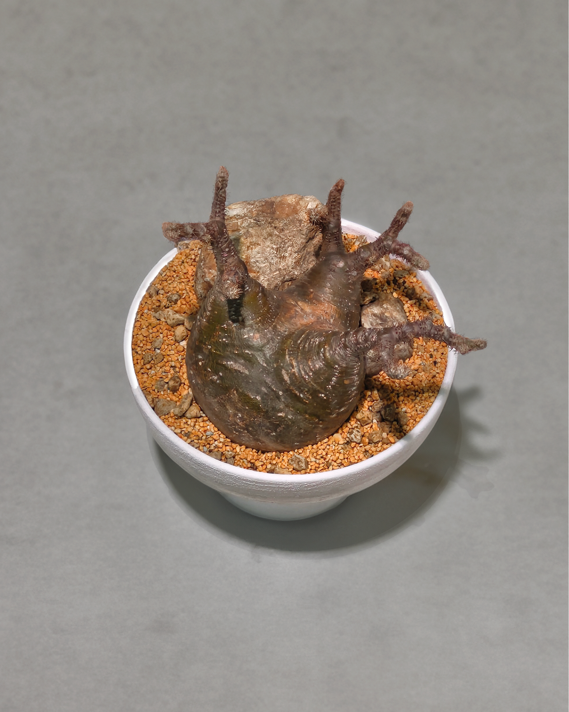 [鉢セット販売]期間限定SALE パキポディウム恵比寿笑い×大黒_desert (1点限り)