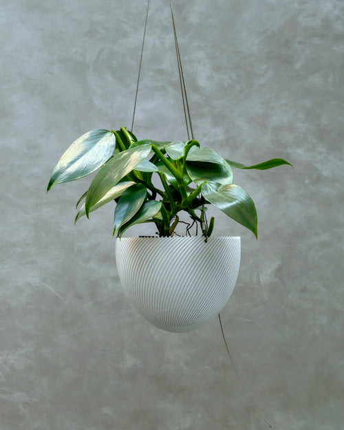 Hanging Lean