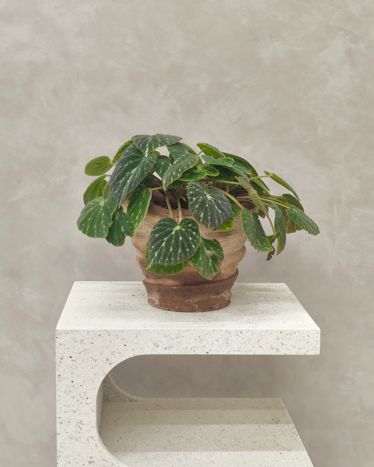 [鉢セット販売]Cornet_ベゴニア(1点限り)