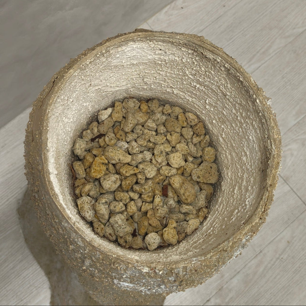 [鉢セット販売]Soil Totem_フィロデンロドン・リングオブファイヤー+オキソカルジューム(1点限り)