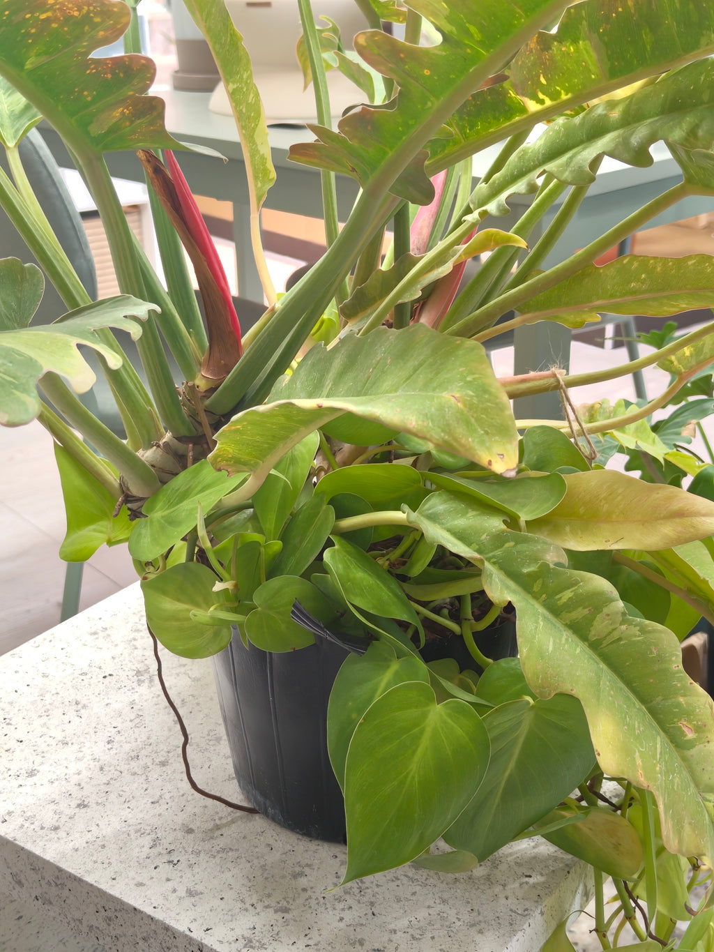 [鉢セット販売]Soil Totem_フィロデンロドン・リングオブファイヤー+オキソカルジューム(1点限り)