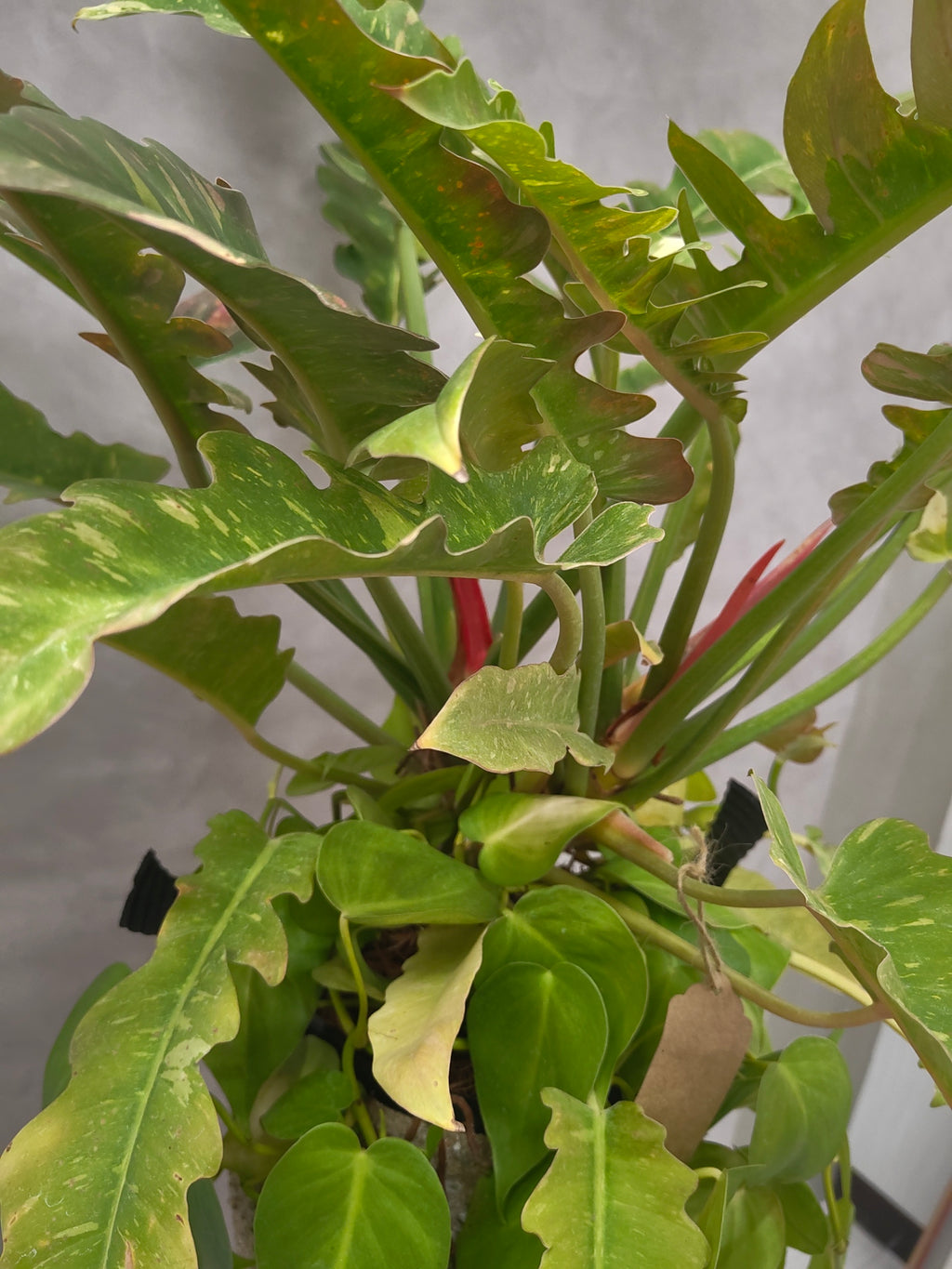 [鉢セット販売]Soil Totem_フィロデンロドン・リングオブファイヤー+オキソカルジューム(1点限り)