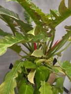 [鉢セット販売]Soil Totem_フィロデンロドン・リングオブファイヤー+オキソカルジューム(1点限り)