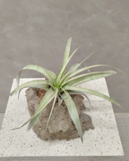 [鉢セット販売]Rock_エアプランツ(1点限り)