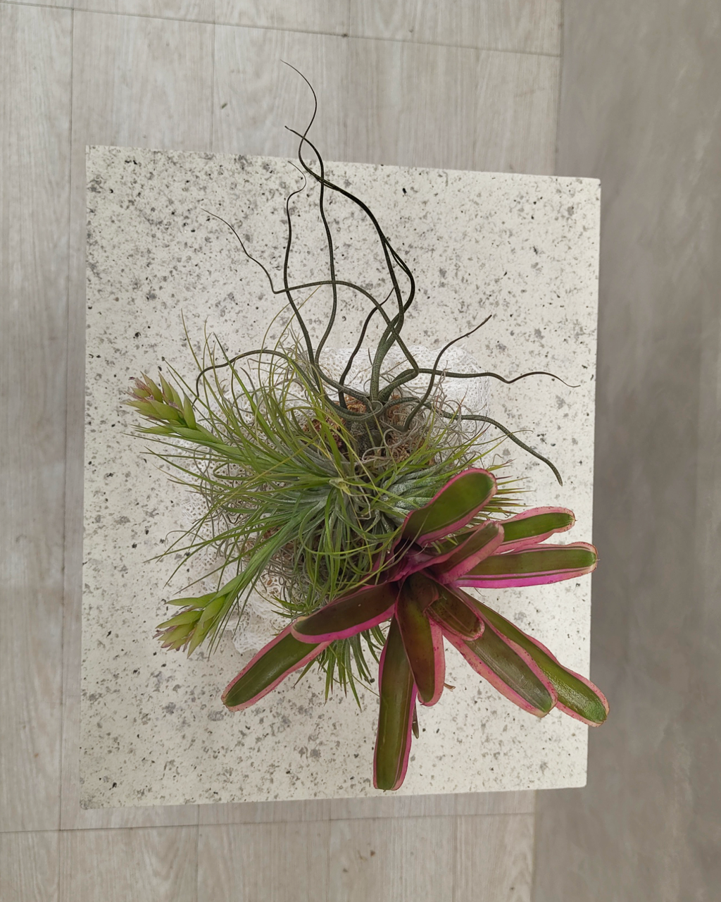 [鉢セット販売]Rock Soft_エアプランツ寄せ植え(1点限り)