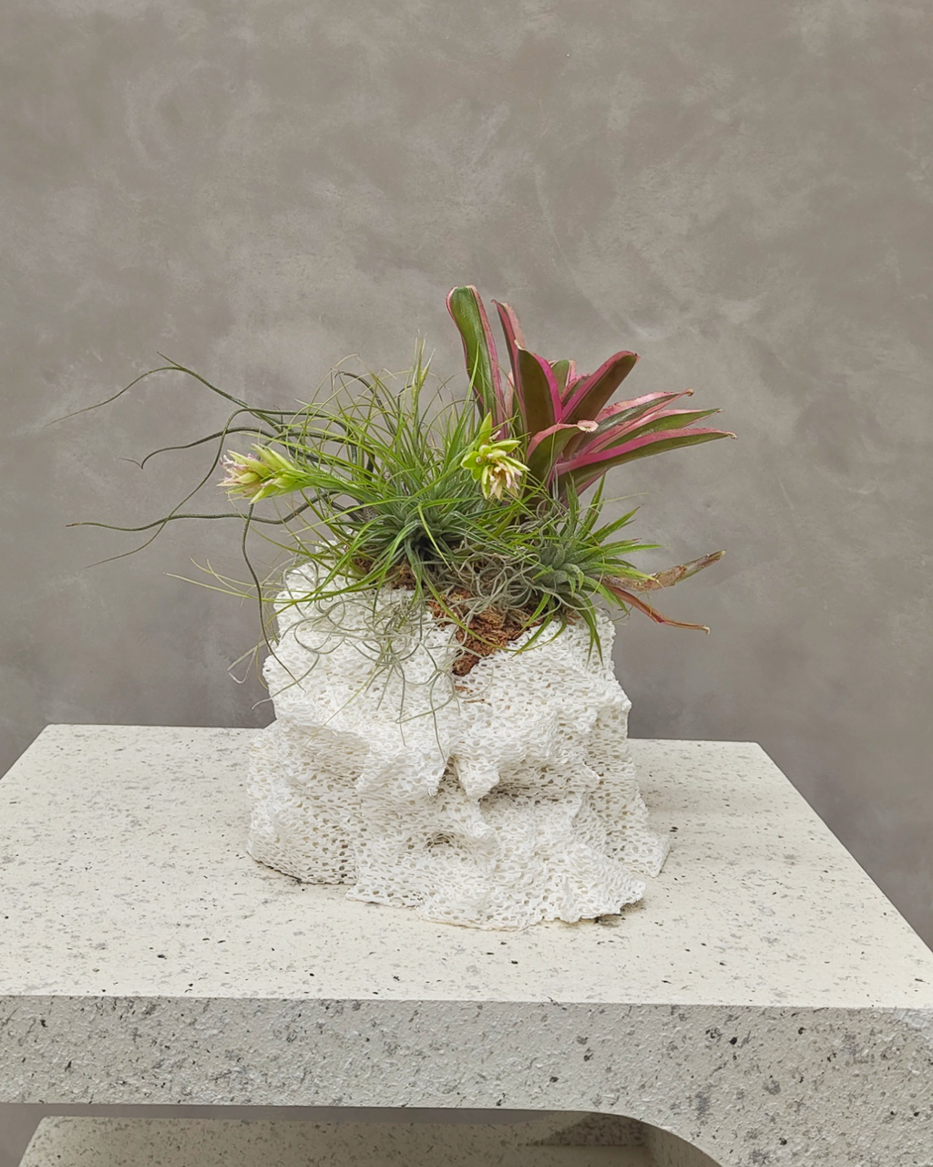 [鉢セット販売]Rock Soft_エアプランツ寄せ植え(1点限り)
