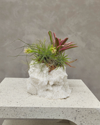 [鉢セット販売]Rock Soft_エアプランツ寄せ植え(1点限り)