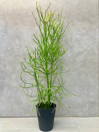 ミルクブッシュ 8号｜一点限り｜観葉植物販売 mamidori