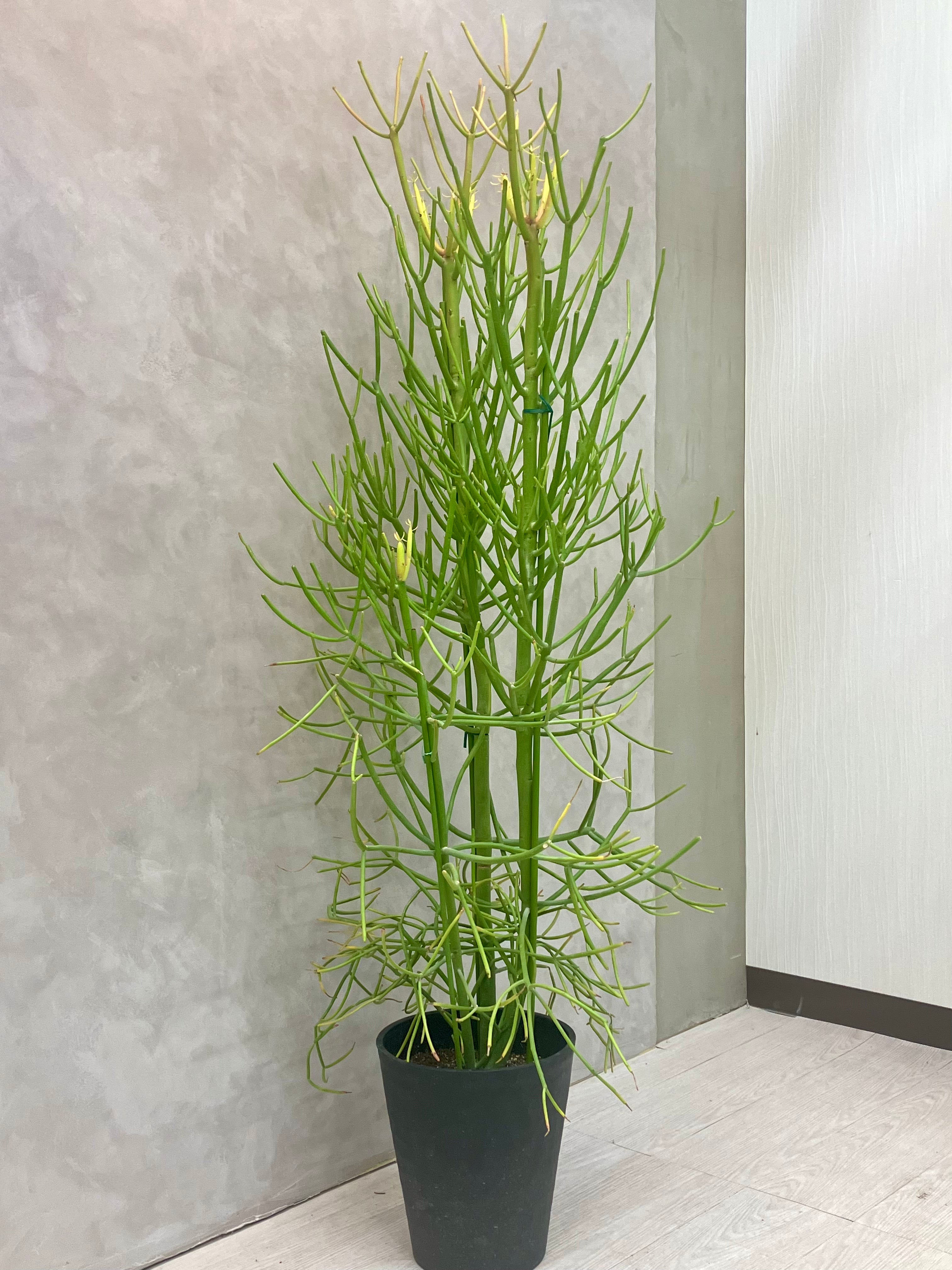 ミルクブッシュ 8号|一点限り|観葉植物販売 mamidori ミルクブッシュ 8号|一点限り|観葉植物販売 mamidori