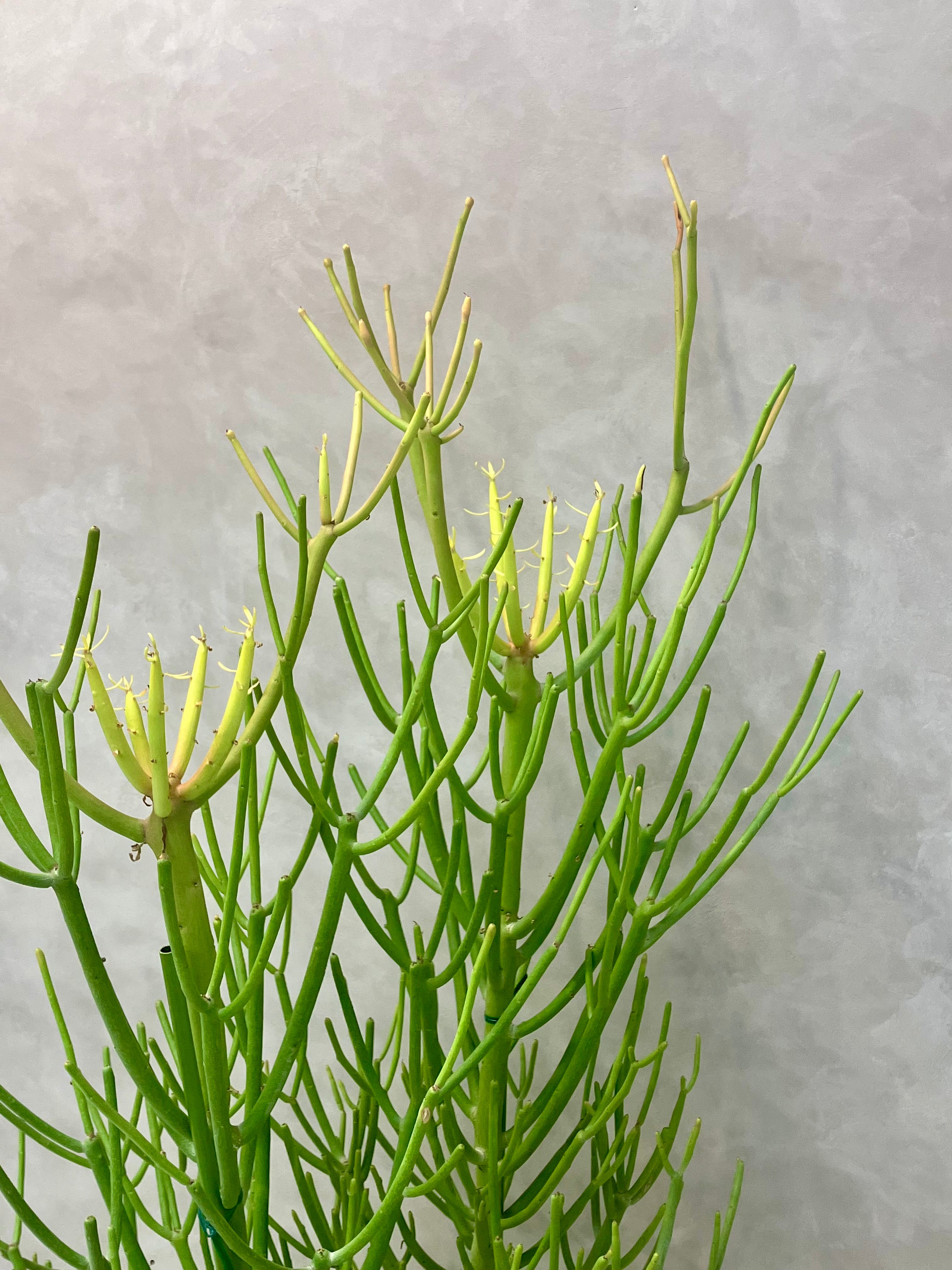 ミルクブッシュ 8号｜一点限り｜観葉植物販売 mamidori