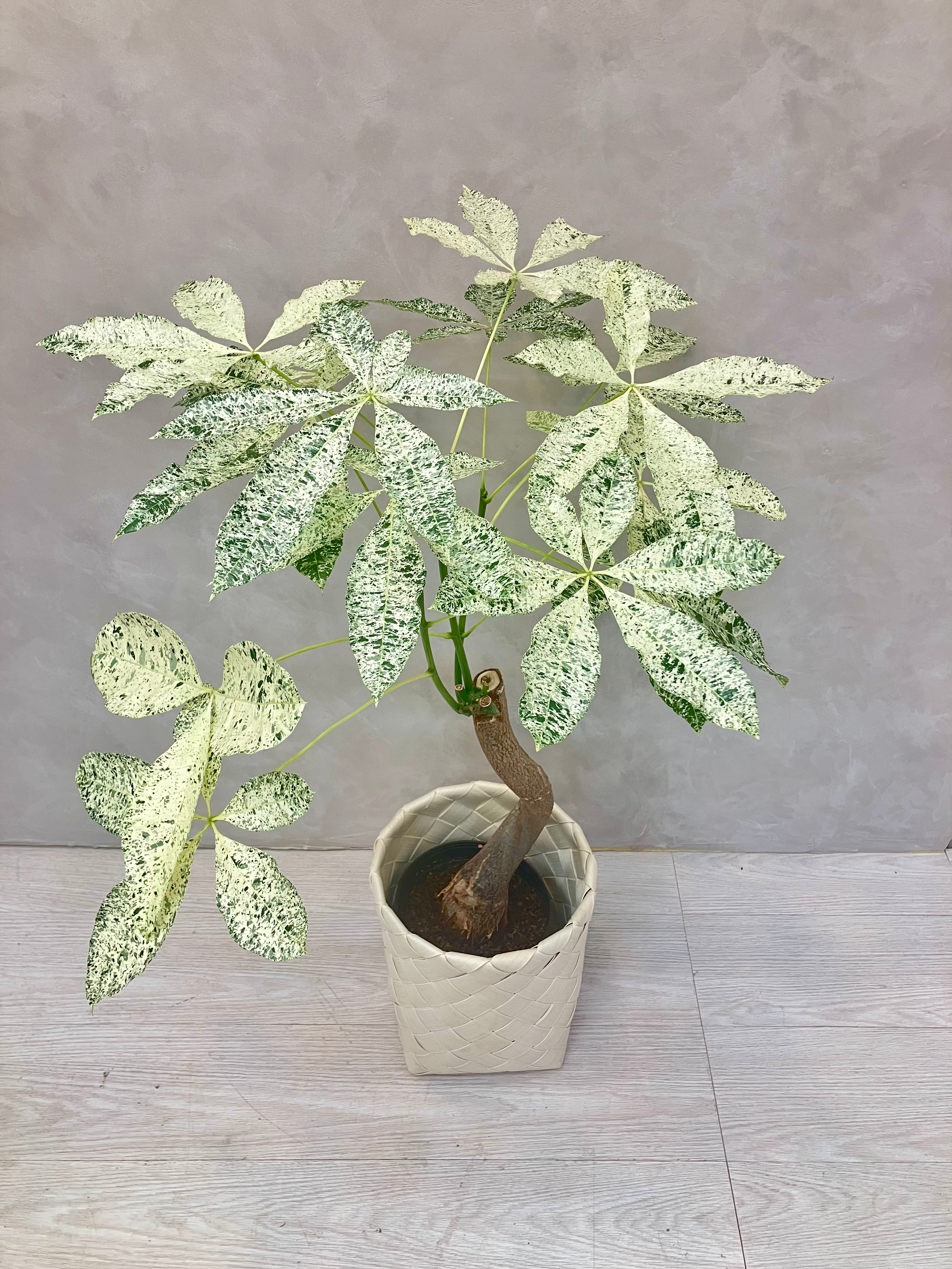 パキラ・ミルキーウェイ 6号|一点限り|観葉植物販売 mamidori パキラ・ミルキーウェイ 6号|一点限り|観葉植物販売 mamidori