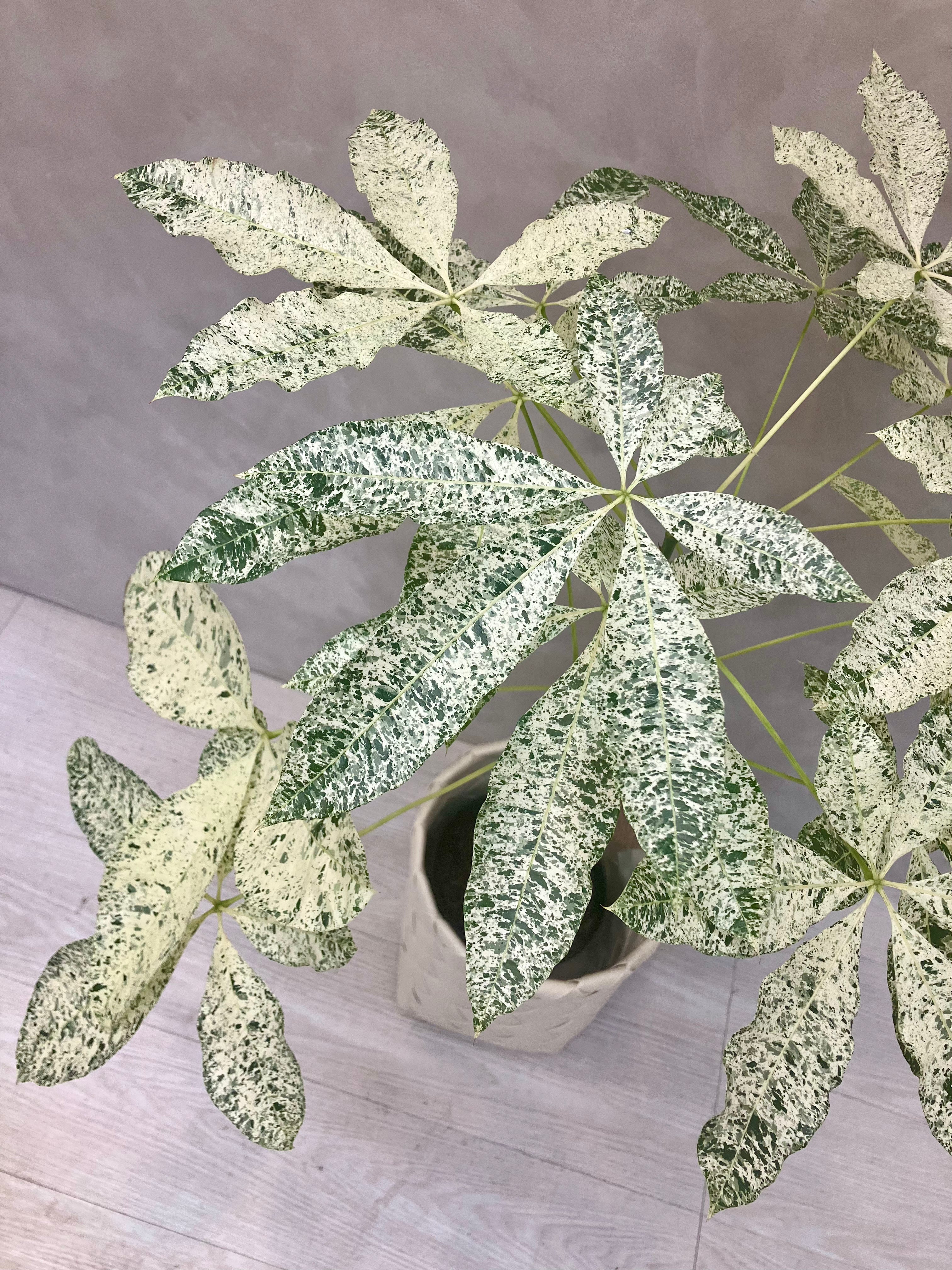 パキラ・ミルキーウェイ 6号｜一点限り｜観葉植物販売 mamidori