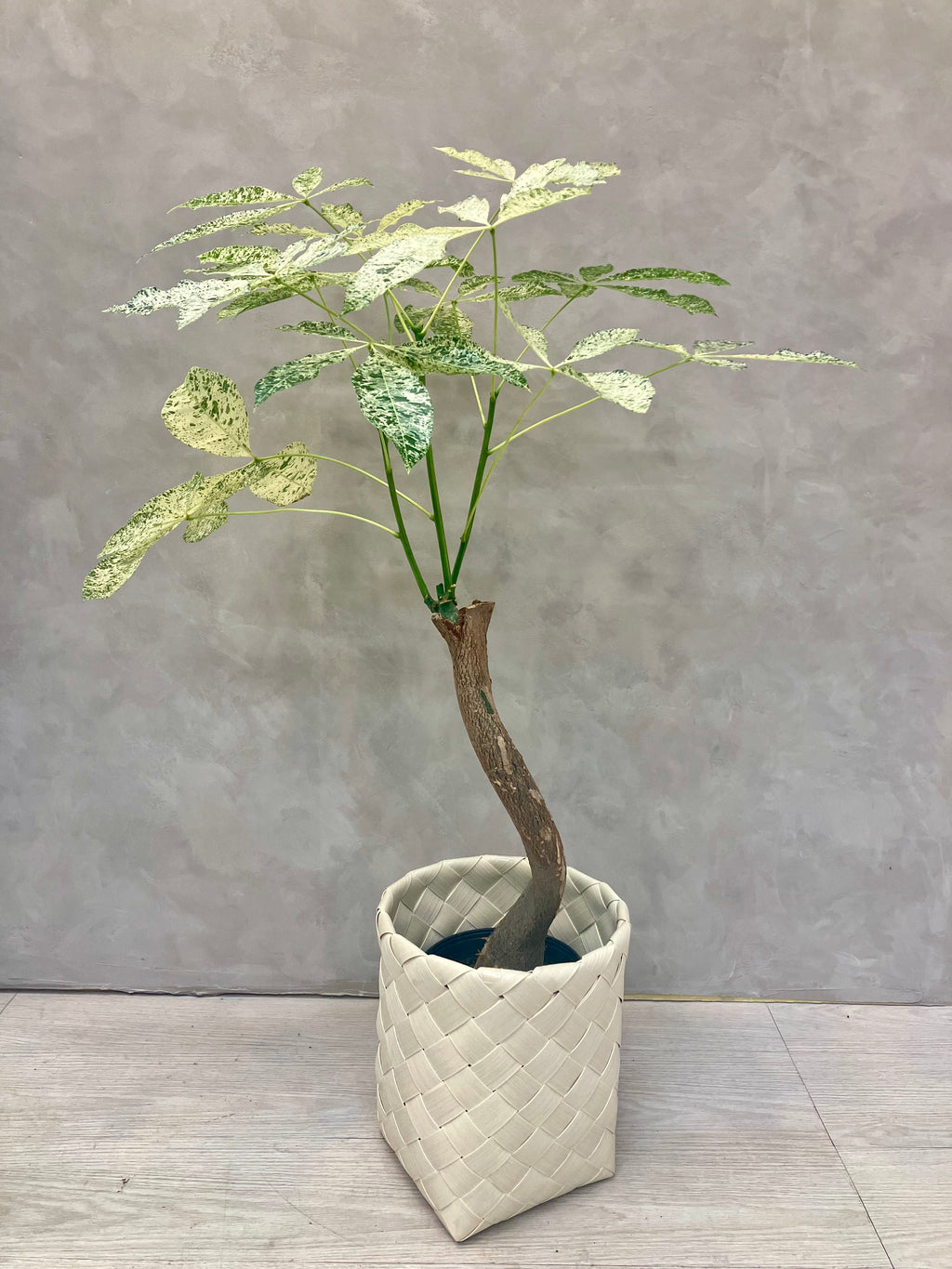 パキラ・ミルキーウェイ 6号|一点限り|観葉植物販売 mamidori パキラ・ミルキーウェイ 6号|一点限り|観葉植物販売 mamidori