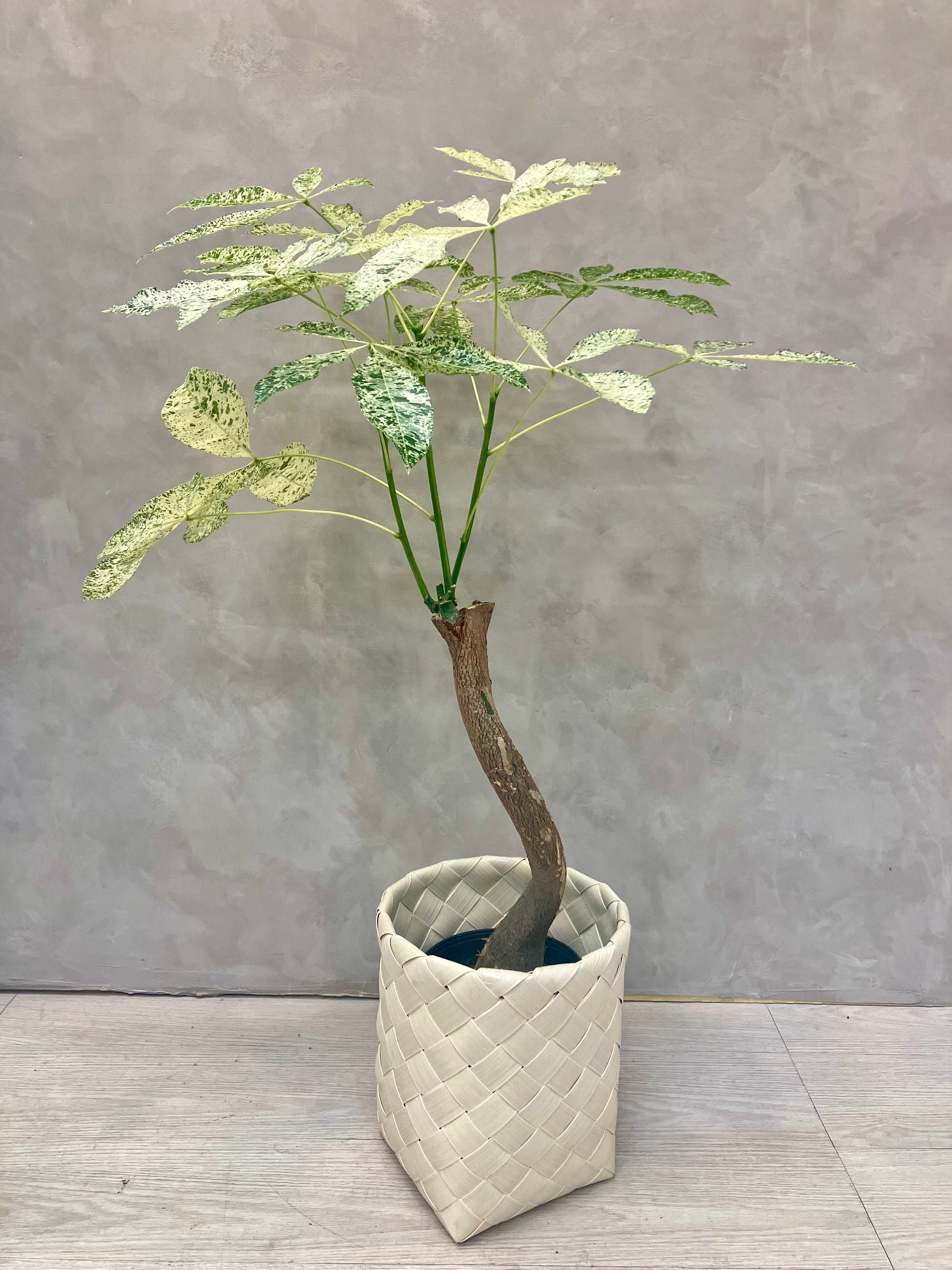 パキラ・ミルキーウェイ 6号|一点限り|観葉植物販売 mamidori パキラ・ミルキーウェイ 6号|一点限り|観葉植物販売 mamidori