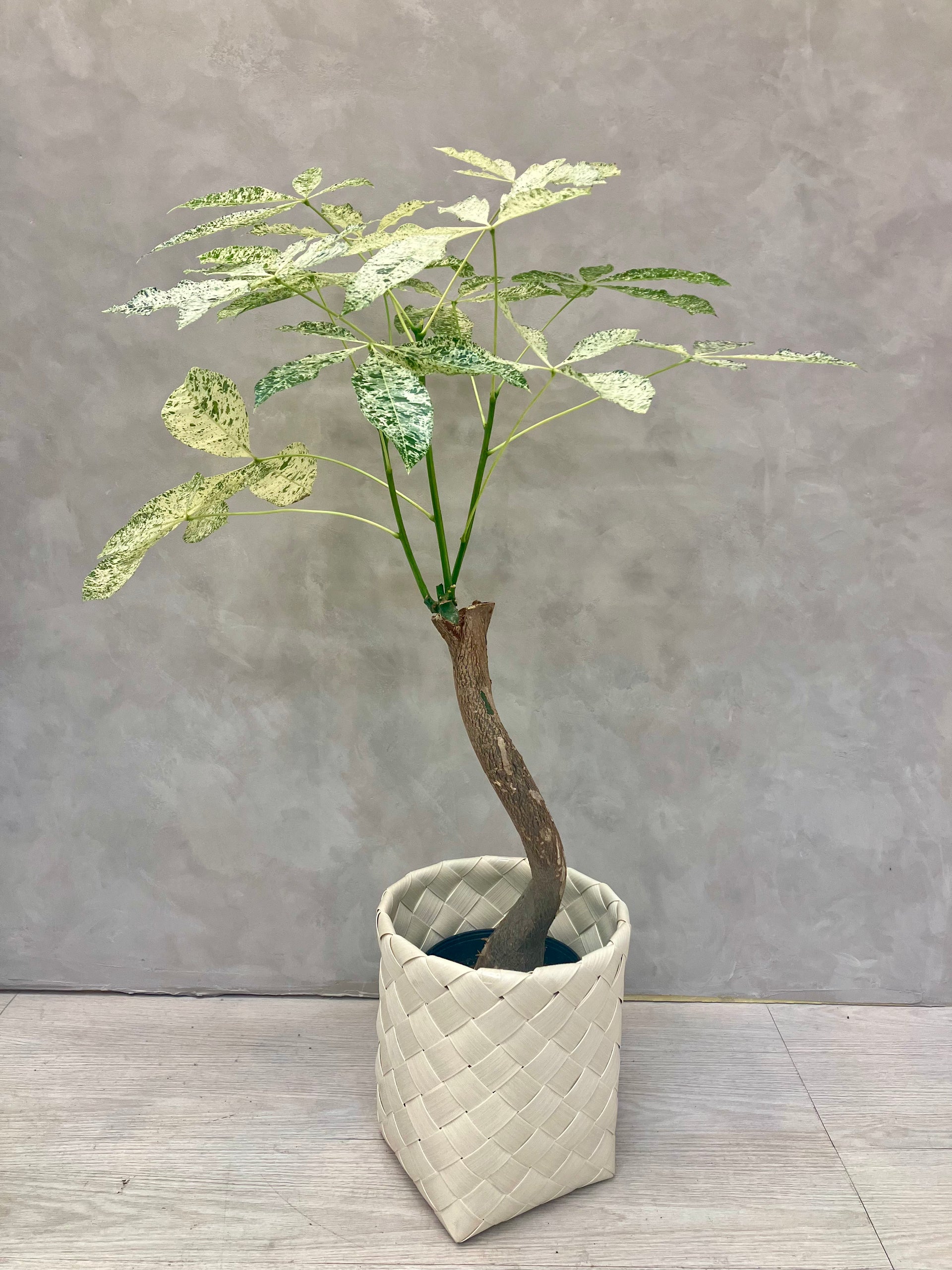 パキラ・ミルキーウェイ 6号｜一点限り｜観葉植物販売 mamidori