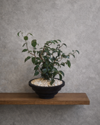 [鉢セット販売]フィカス・ウィアンディ+Original Planter｜一点もの