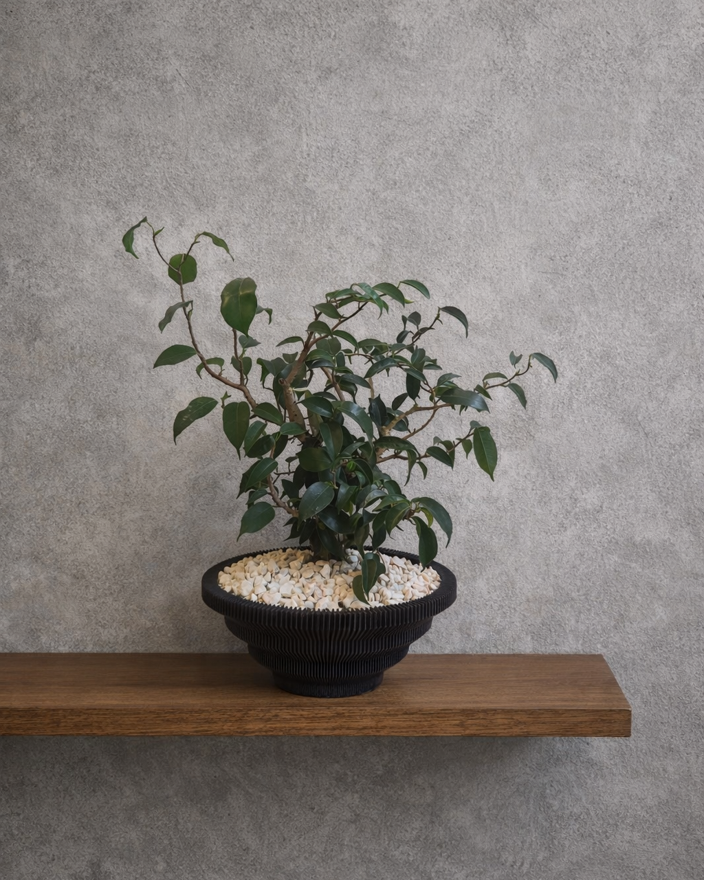 [鉢セット販売]フィカス・ウィアンディ+Original Planter｜一点もの