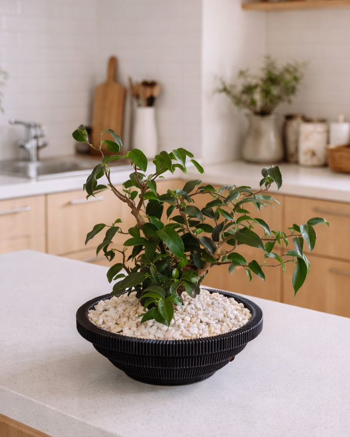[鉢セット販売]フィカス・ウィアンディ+Original Planter｜一点もの