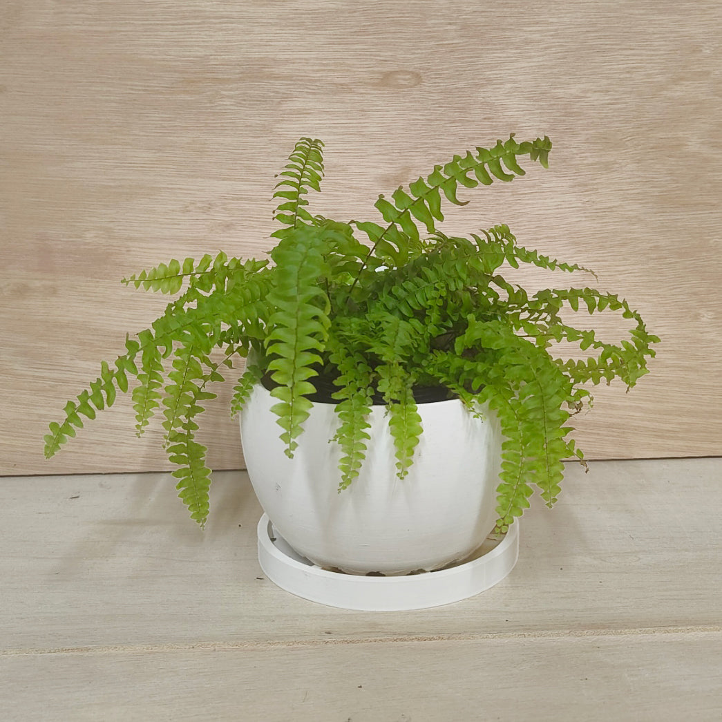 ネフロレピス ツデー　×　EGG