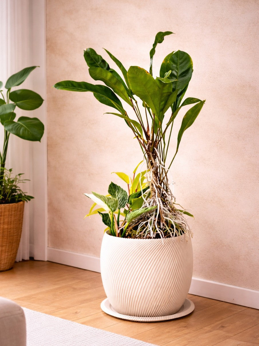 [鉢セット販売]アンスリウムグラシレ＋バーキン+マレービューティ _original planter(1点限り)