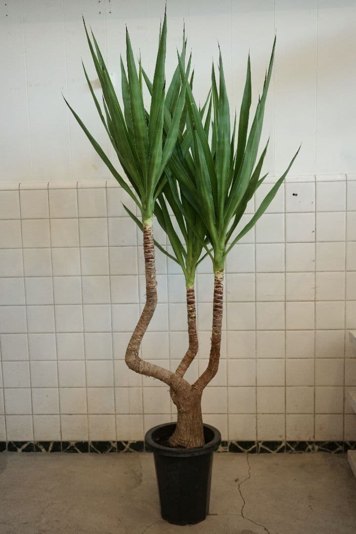 ユッカブランチ 8号｜一点限り｜観葉植物販売 mamidori