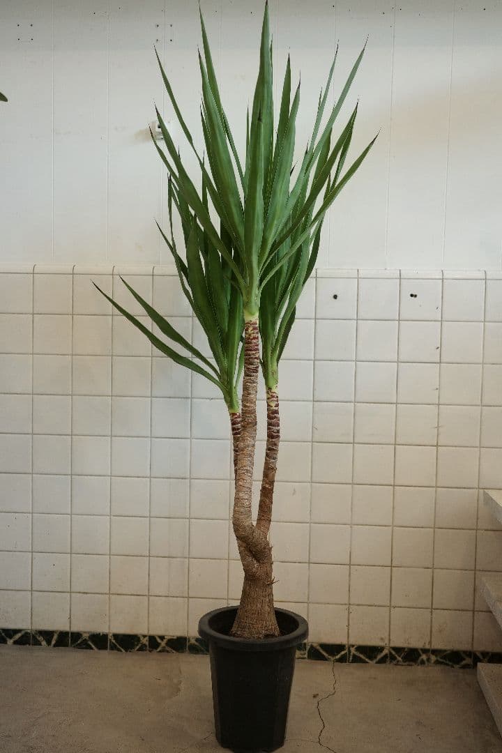 ユッカブランチ 8号｜一点限り｜観葉植物販売 mamidori