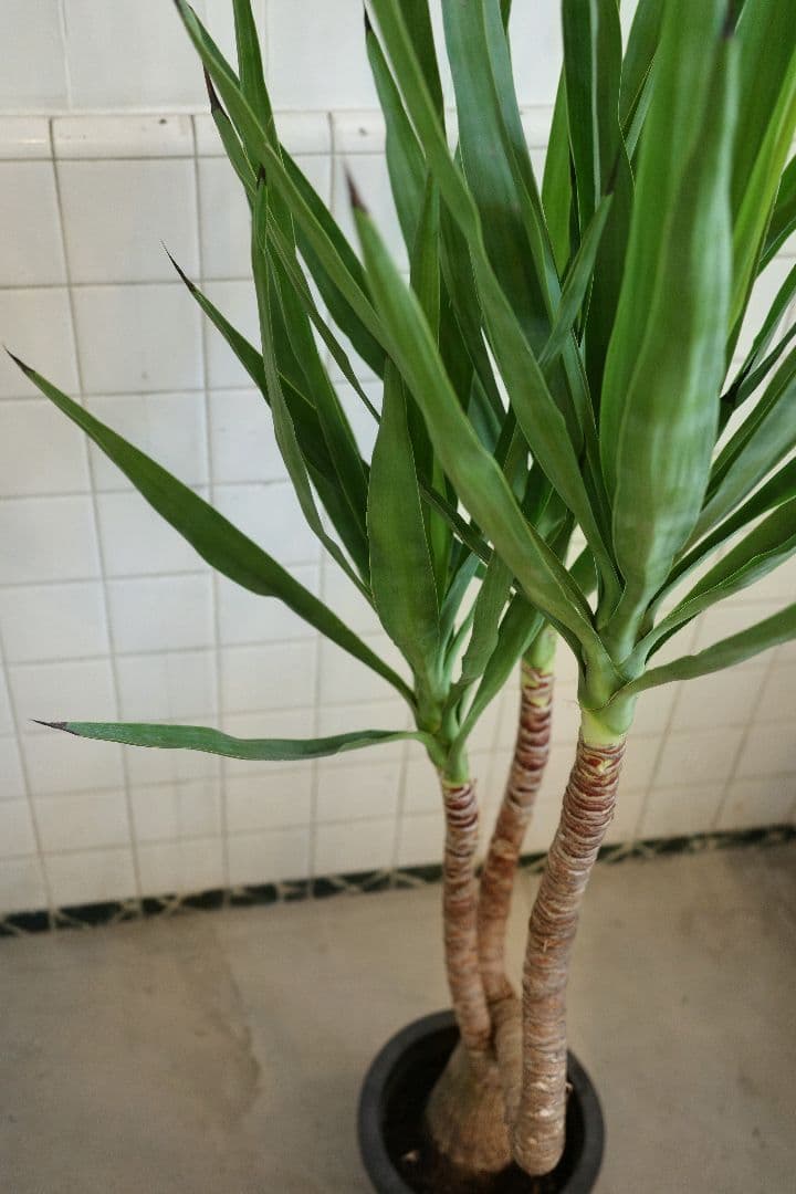 ユッカブランチ 8号｜一点限り｜観葉植物販売 mamidori