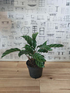 カラテア フレディ